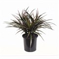 Triple Yucca Plant 45CM Potted UV Stabilised