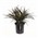 Triple Yucca Plant 45CM Potted UV Stabilised